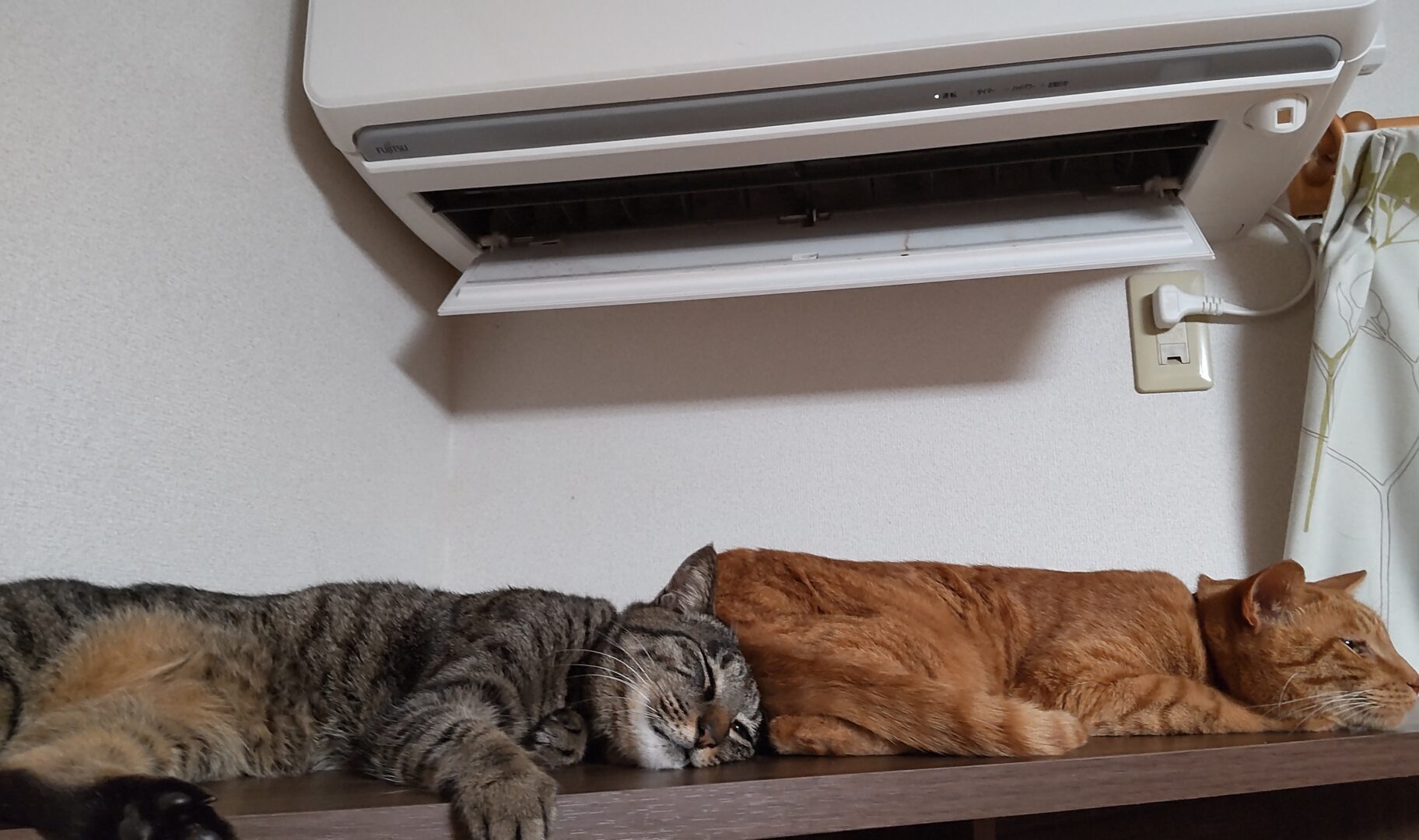 エアコンの真下で並んで寝るじゅんぺいとジロー
