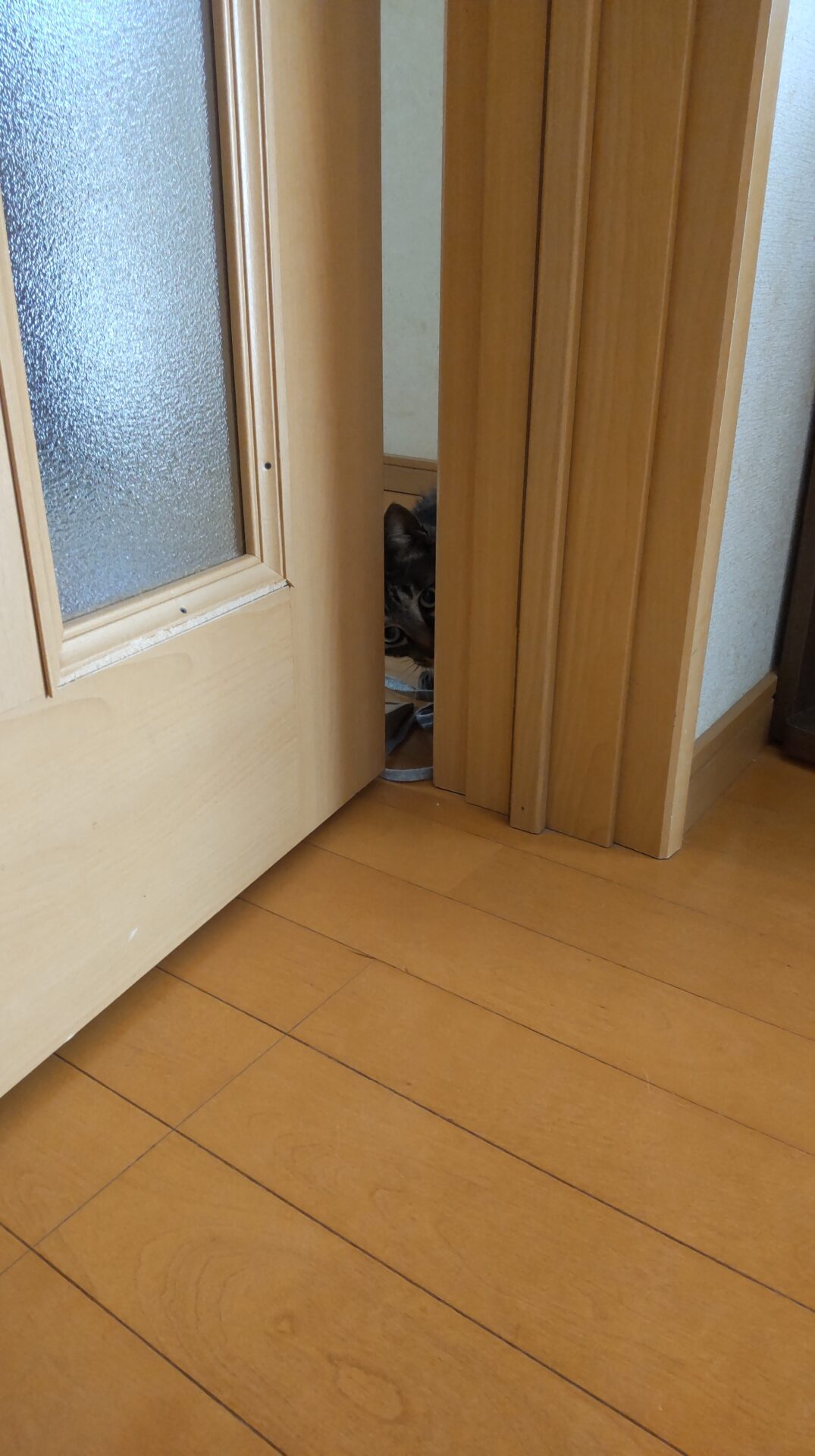 引き戸の隙間から出てくる猫