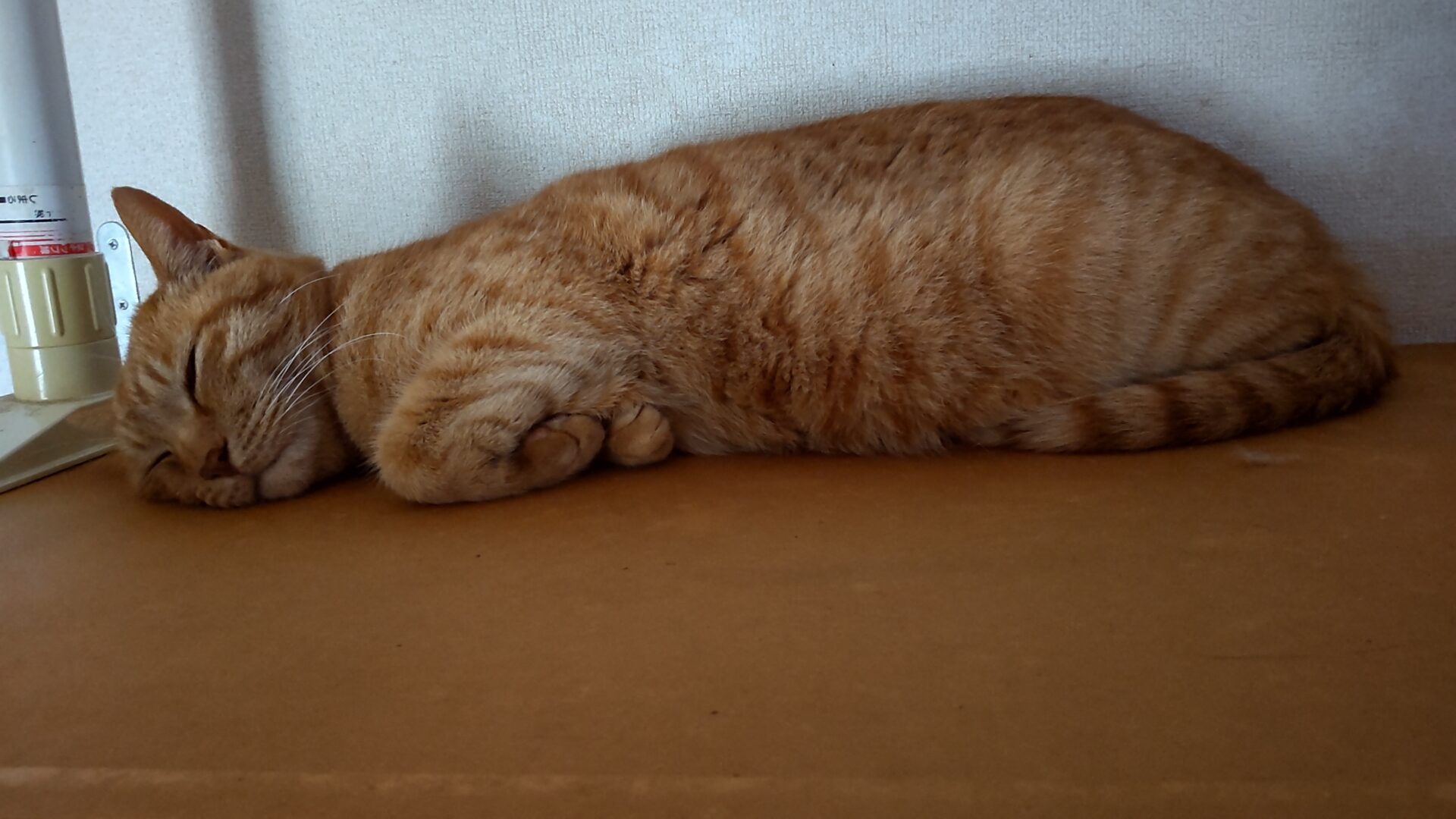 お腹がまんまるになって眠るジロー