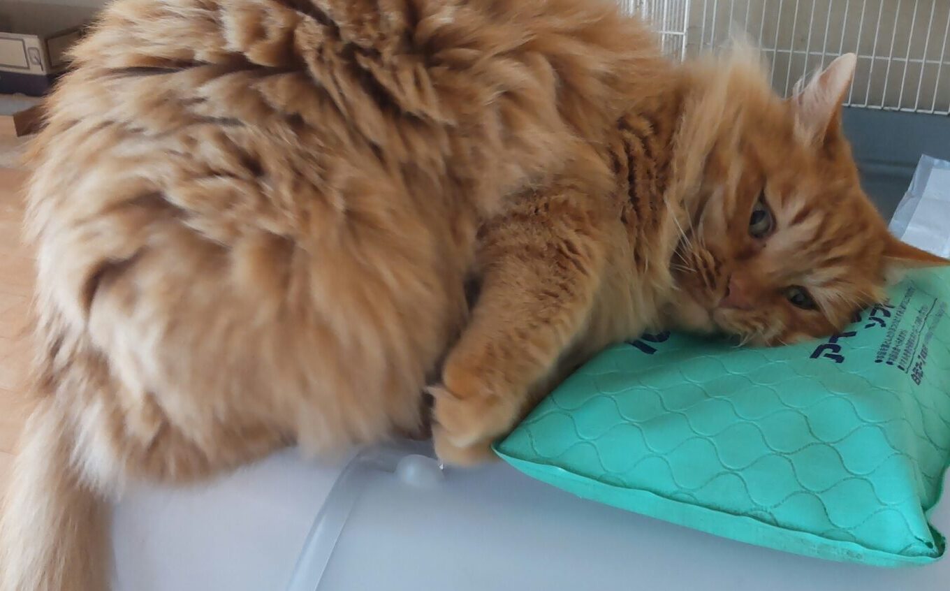 凍らせていないアイスノンに頬ずりするイチロー
