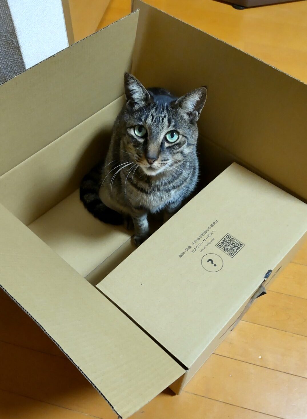 段ボール箱の中に入ってくつろぐじゅんぺい