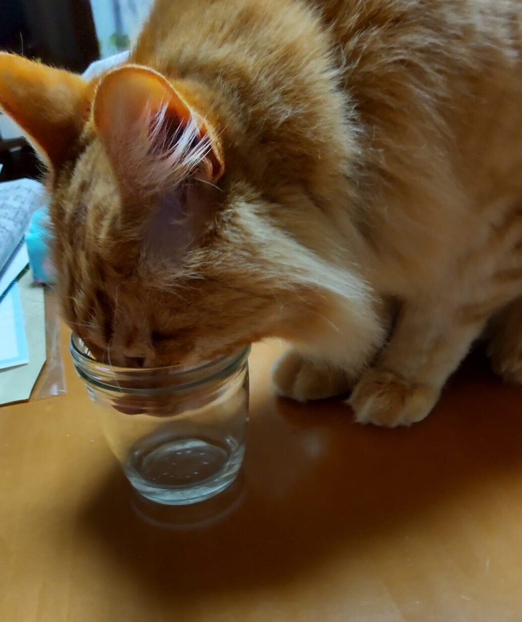 顔をコップに突っ込んで水を飲む猫