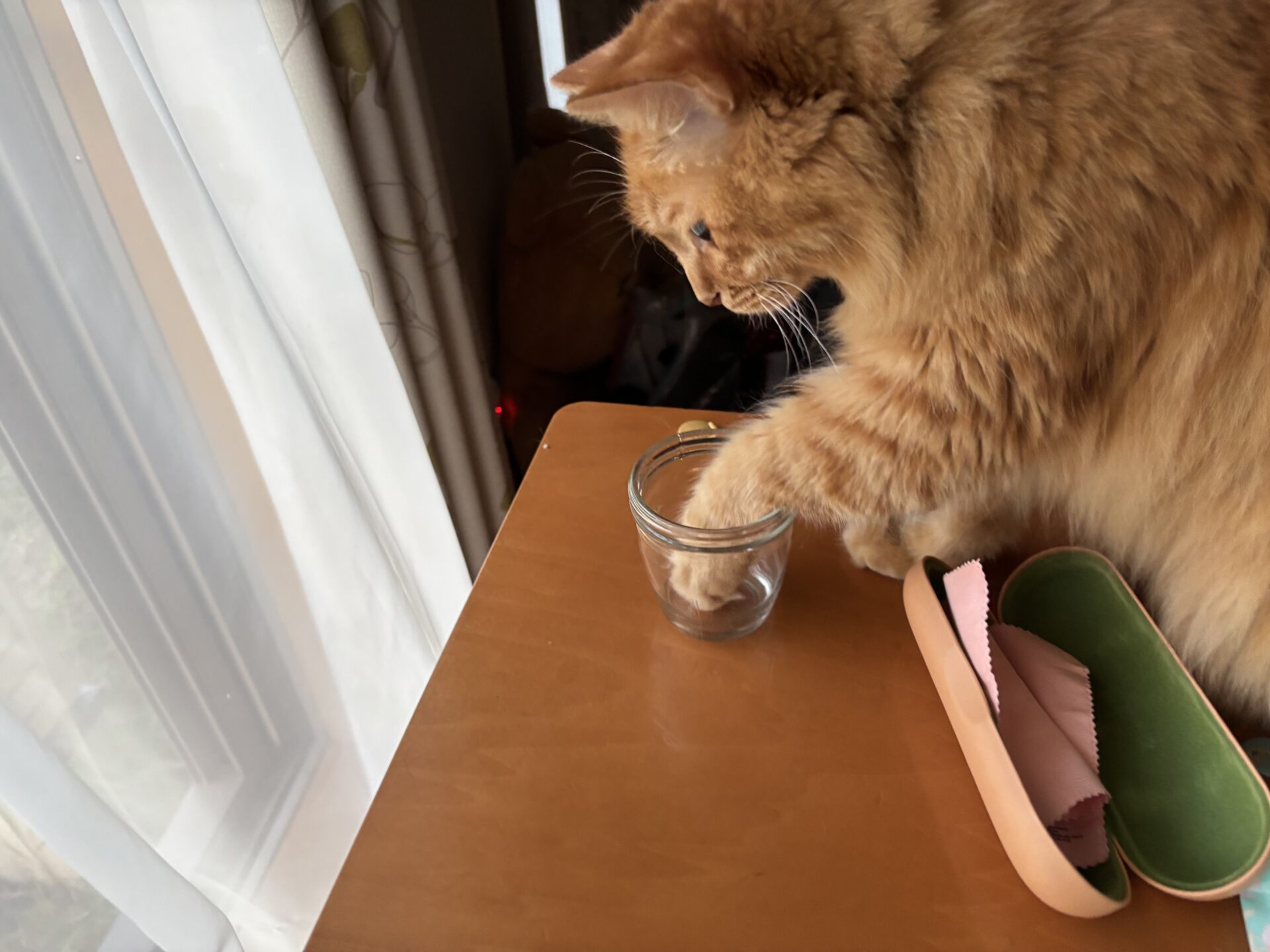 コップに前足を入れて水を飲もうとする猫