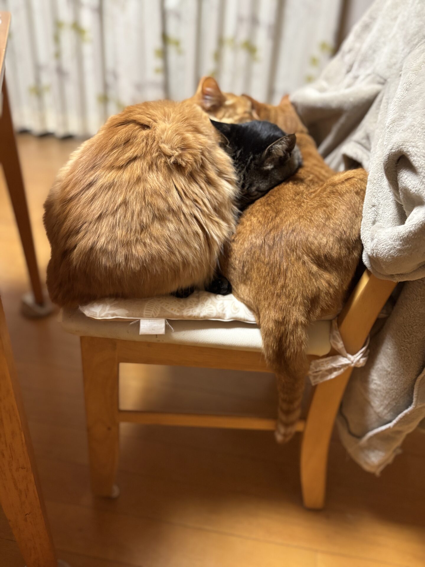 椅子の上で重なって眠る3匹、真ん中はじゅんぺい