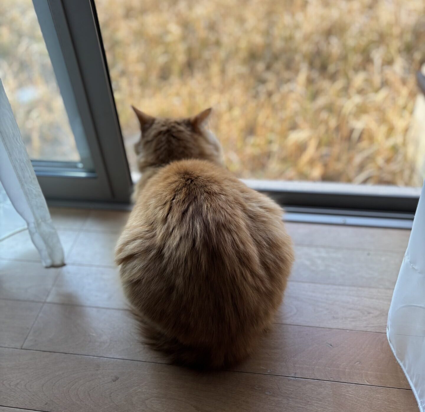 窓の外をじっと見つめる猫