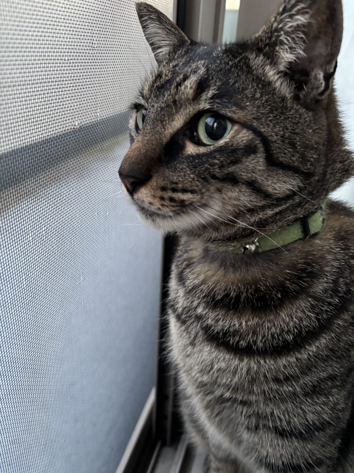 網戸のそばに座る首輪をつけた猫