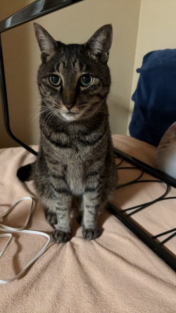 まっすぐカメラを見るサバトラ猫じゅんぺい